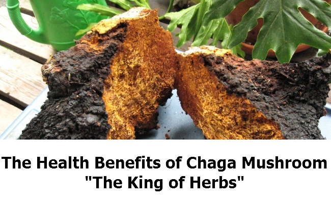 Health Benefits of Chaga Mushroom, "The King of Herbs