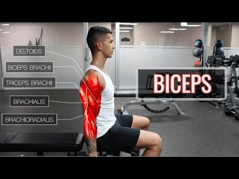 The Simplest Science-Basically based totally mostly Bicep Workout | ARMS (Segment 1/2)